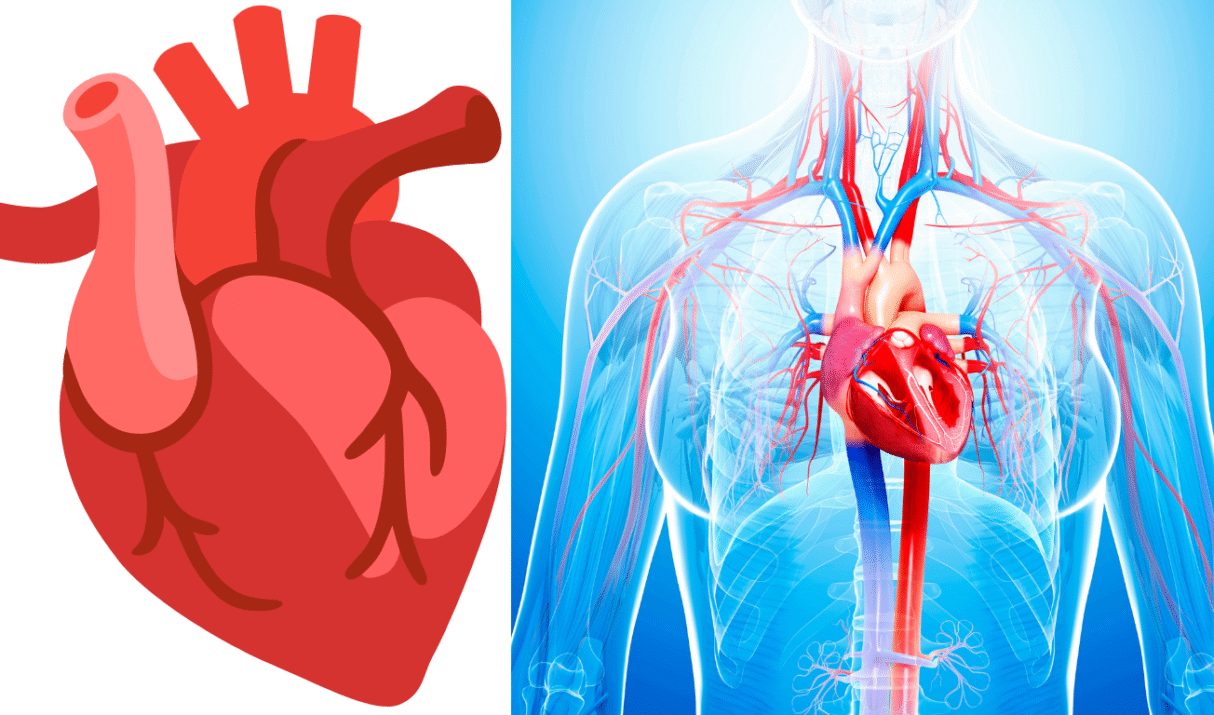 The Positive Effects of Sobriety on Cardiovascular Health